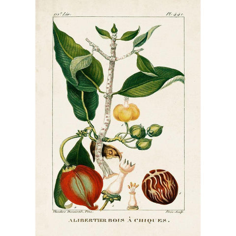 Turpin Foliage and Fruit III White Modern Wood Framed Art Print by Turpin