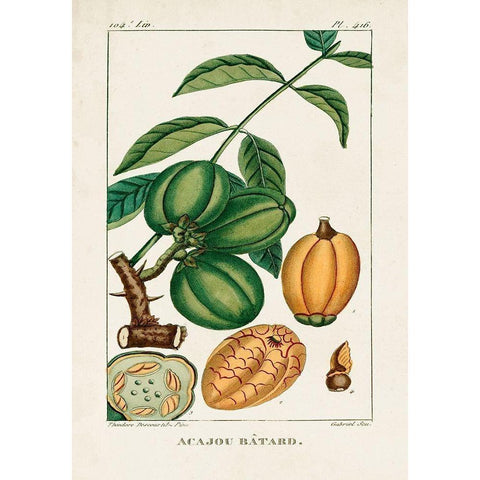 Turpin Foliage and Fruit IV Gold Ornate Wood Framed Art Print with Double Matting by Turpin