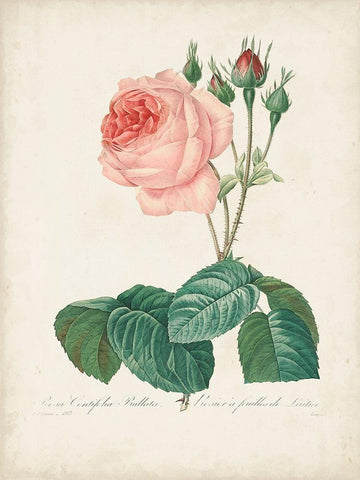Vintage Redoute Roses I Black Ornate Wood Framed Art Print with Double Matting by Redoute, Pierre