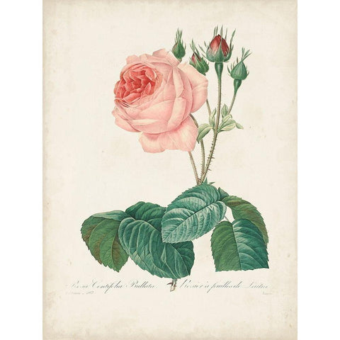 Vintage Redoute Roses I Black Modern Wood Framed Art Print with Double Matting by Redoute, Pierre