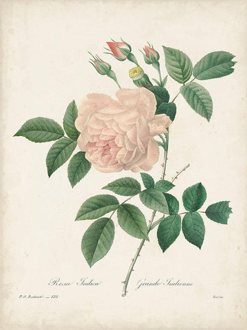 Vintage Redoute Roses II Black Ornate Wood Framed Art Print with Double Matting by Redoute, Pierre