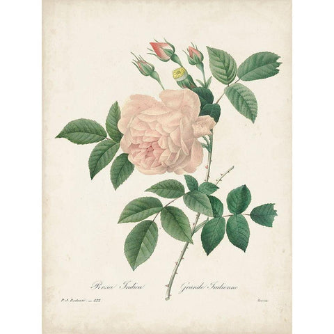 Vintage Redoute Roses II White Modern Wood Framed Art Print by Redoute, Pierre