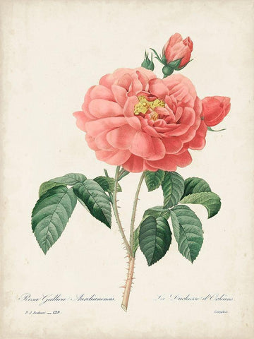 Vintage Redoute Roses III White Modern Wood Framed Art Print with Double Matting by Redoute, Pierre