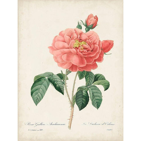 Vintage Redoute Roses III Black Modern Wood Framed Art Print with Double Matting by Redoute, Pierre