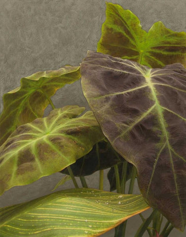 Non-Embellished Dramatic Leaves I White Modern Wood Framed Art Print with Double Matting by Zarris, Charliklia
