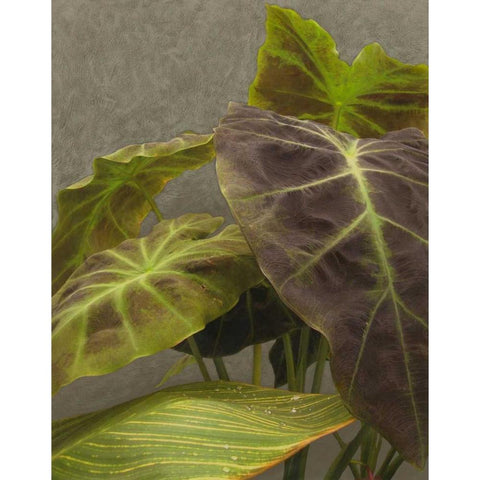 Non-Embellished Dramatic Leaves I Black Modern Wood Framed Art Print by Zarris, Charliklia