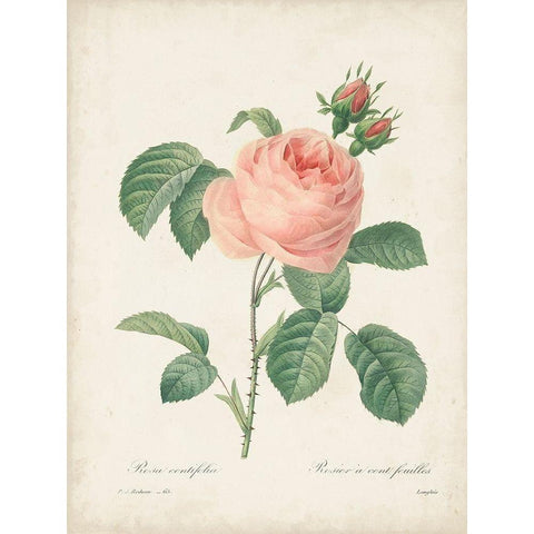 Vintage Redoute Roses IV Gold Ornate Wood Framed Art Print with Double Matting by Redoute, Pierre