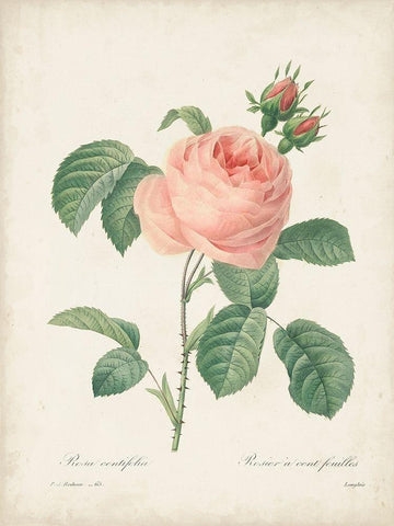 Vintage Redoute Roses IV Black Ornate Wood Framed Art Print with Double Matting by Redoute, Pierre