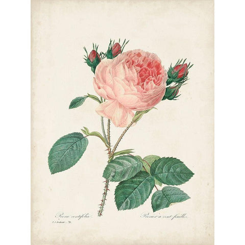 Vintage Redoute Roses V Black Modern Wood Framed Art Print with Double Matting by Redoute, Pierre