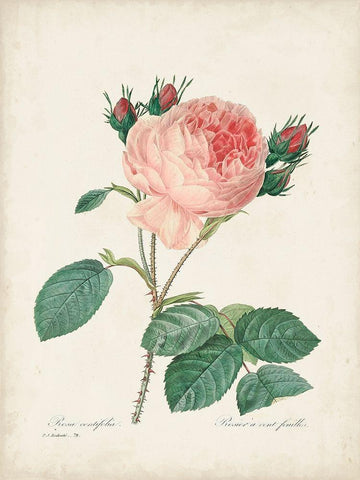 Vintage Redoute Roses V White Modern Wood Framed Art Print with Double Matting by Redoute, Pierre