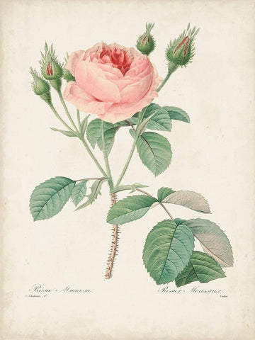 Vintage Redoute Roses VI White Modern Wood Framed Art Print with Double Matting by Redoute, Pierre