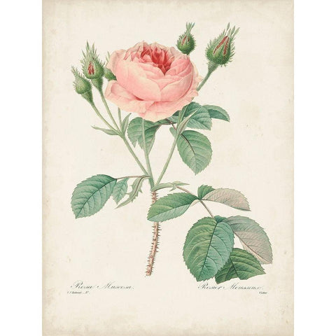 Vintage Redoute Roses VI Black Modern Wood Framed Art Print by Redoute, Pierre