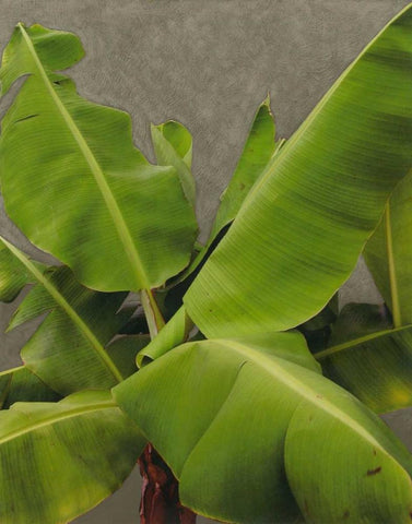 Non-Embellished Dramatic Leaves III White Modern Wood Framed Art Print with Double Matting by Zarris, Charliklia