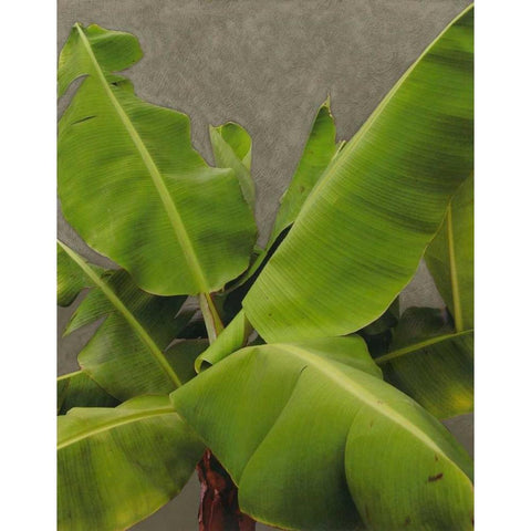 Non-Embellished Dramatic Leaves III Black Modern Wood Framed Art Print by Zarris, Charliklia