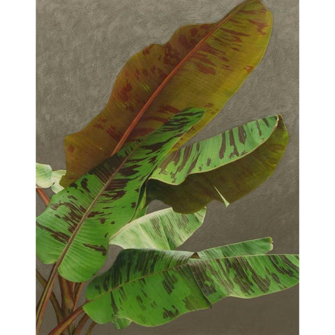 Non-Embellished Dramatic Leaves IV White Modern Wood Framed Art Print by Zarris, Charliklia