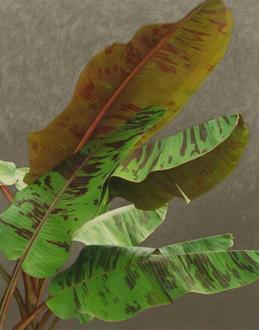 Non-Embellished Dramatic Leaves IV White Modern Wood Framed Art Print with Double Matting by Zarris, Charliklia