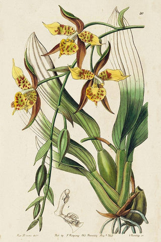 Small Spring Orchid I White Modern Wood Framed Art Print with Double Matting by Ridgeway