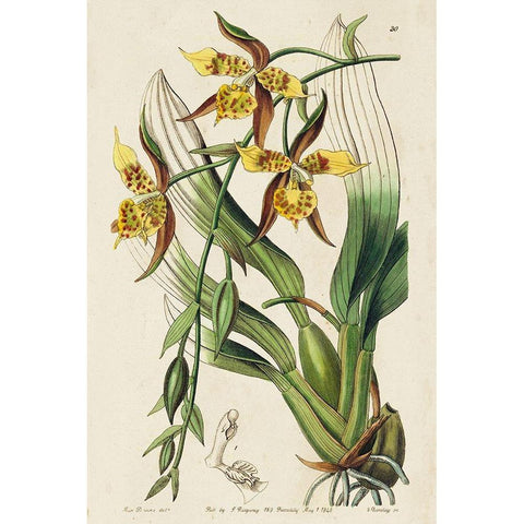 Small Spring Orchid I Black Modern Wood Framed Art Print by Ridgeway