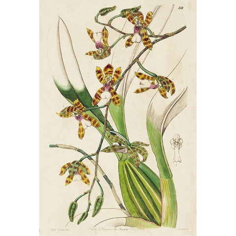 Small Spring Orchid II Black Modern Wood Framed Art Print by Ridgeway