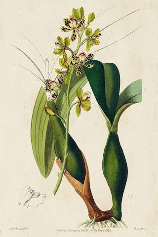 Small Spring Orchid III Black Ornate Wood Framed Art Print with Double Matting by Ridgeway