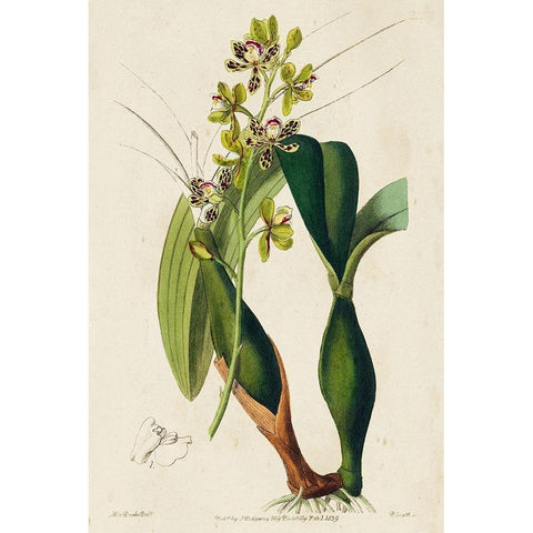 Small Spring Orchid III Black Modern Wood Framed Art Print by Ridgeway