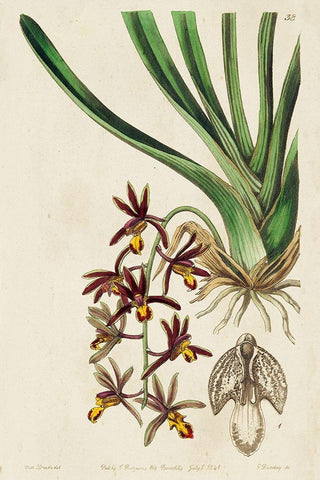 Small Spring Orchid V White Modern Wood Framed Art Print with Double Matting by Ridgeway