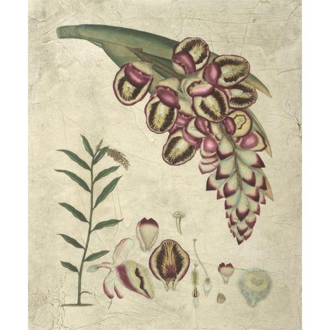 Aubergine Florals II Black Modern Wood Framed Art Print with Double Matting by Vision Studio