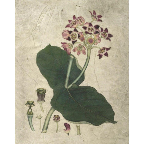 Aubergine Florals III Black Modern Wood Framed Art Print with Double Matting by Vision Studio