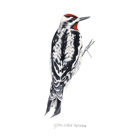 Watercolor Woodpecker I White Modern Wood Framed Art Print by Popp, Grace