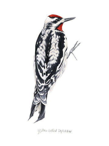 Watercolor Woodpecker I White Modern Wood Framed Art Print with Double Matting by Popp, Grace