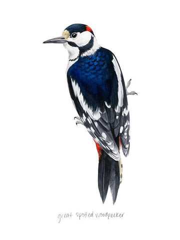 Watercolor Woodpecker II White Modern Wood Framed Art Print with Double Matting by Popp, Grace