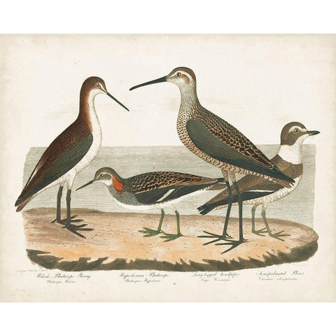Waterbird Trio II White Modern Wood Framed Art Print by Wilson, Alexander