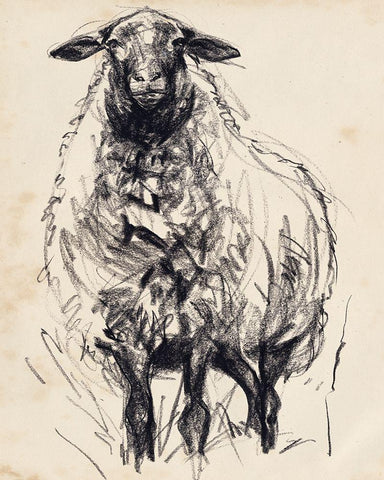 Charcoal Sheep I White Modern Wood Framed Art Print with Double Matting by Parker, Jennifer Paxton