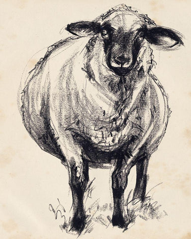 Charcoal Sheep II Black Ornate Wood Framed Art Print with Double Matting by Parker, Jennifer Paxton