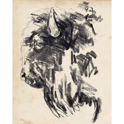 Bison Head Gesture II Black Modern Wood Framed Art Print with Double Matting by Parker, Jennifer Paxton