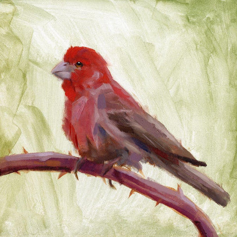 Backyard Birds II Black Modern Wood Framed Art Print with Double Matting by Green, Jacob