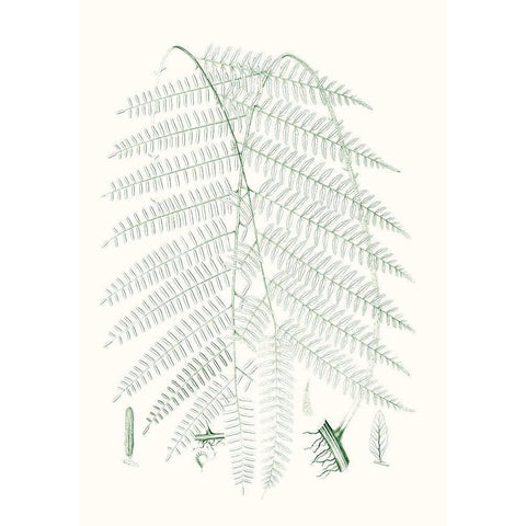 Verdure Ferns I Black Modern Wood Framed Art Print with Double Matting by Vision Studio