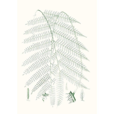 Verdure Ferns I White Modern Wood Framed Art Print by Vision Studio