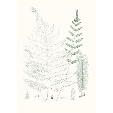 Verdure Ferns II Black Modern Wood Framed Art Print with Double Matting by Vision Studio