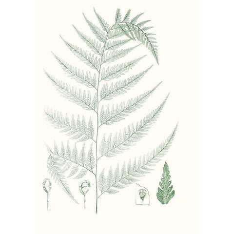 Verdure Ferns III Black Modern Wood Framed Art Print with Double Matting by Vision Studio