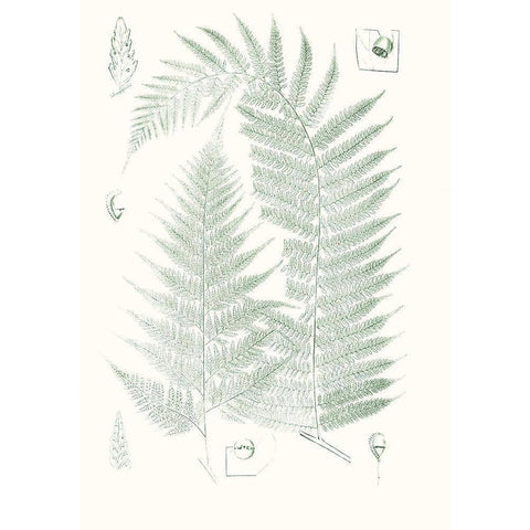 Verdure Ferns IV Black Modern Wood Framed Art Print with Double Matting by Vision Studio