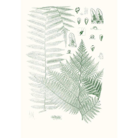 Verdure Ferns V Black Modern Wood Framed Art Print with Double Matting by Vision Studio