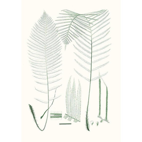 Verdure Ferns VII White Modern Wood Framed Art Print by Vision Studio