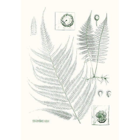 Verdure Ferns VIII White Modern Wood Framed Art Print by Vision Studio