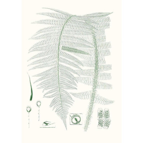 Verdure Ferns IX White Modern Wood Framed Art Print by Vision Studio