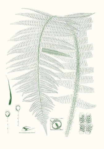 Verdure Ferns IX White Modern Wood Framed Art Print with Double Matting by Vision Studio