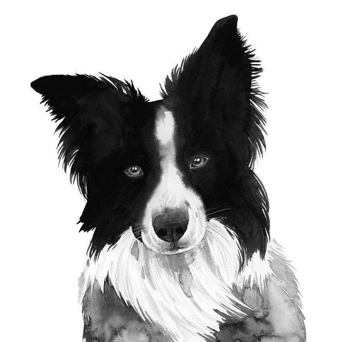 Border Collie I Gold Ornate Wood Framed Art Print with Double Matting by Popp, Grace