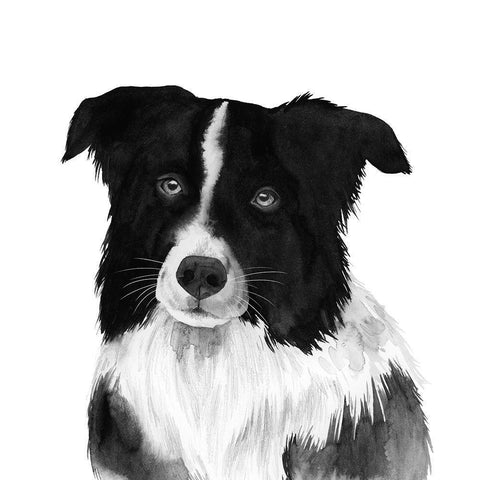 Border Collie II White Modern Wood Framed Art Print by Popp, Grace