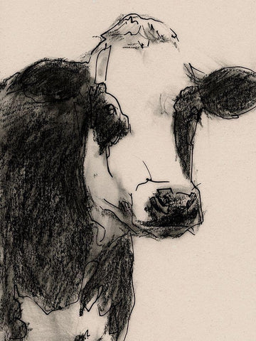 Cow Portrait Sketch I Black Ornate Wood Framed Art Print with Double Matting by Barnes, Victoria