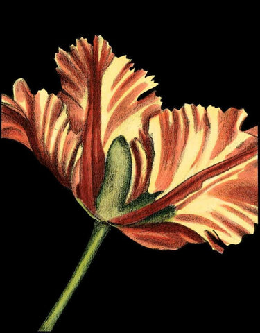 Vibrant Tulips I White Modern Wood Framed Art Print with Double Matting by Harper, Ethan